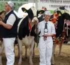 Prezentacja Championów na VII Ogólnopolskiej Wystawie Bydła Hodowlanego w Sielinku 2012 - 48