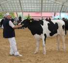 VII Ogólnopolska Wystawa Bydła Hodowlanego - 49