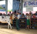 Bydło - Szepietowo 2012 XIX Regionalna Wystawa Zwierząt Hodowlanych - 101