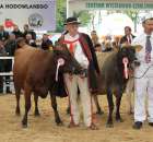 Prezentacja Championów na VII Ogólnopolskiej Wystawie Bydła Hodowlanego w Sielinku 2012 - 24