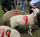 Owce - Szepietowo 2012 XIX Regionalna Wystawa Zwierząt Hodowlanych - 12