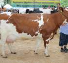 Bydło - Szepietowo 2012 XIX Regionalna Wystawa Zwierząt Hodowlanych - 134