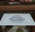 Gołębie Sroczka Marchijska