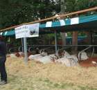 Wystawa Bydła Mlecznego