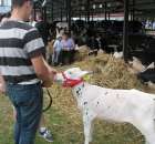 Młody Hodowca - Szepietowo 2012 - 6