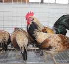 Drób - Szepietowo 2012 XIX Regionalna Wystawa Zwierząt Hodowlanych - 37