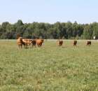 Wypas bydła zdjęcie nr 20