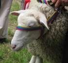 Owce - Szepietowo 2012 XIX Regionalna Wystawa Zwierząt Hodowlanych - 16