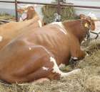 VII Ogólnopolska Wystawa Bydła Hodowlanego - 175