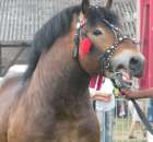 Konie - Szepietowo 2012 XIX Regionalna Wystawa Zwierząt Hodowlanych - 24