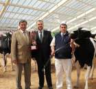 VII Ogólnopolska Wystawa Bydła Hodowlanego - 69