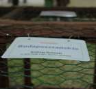 Gołębie Budapesztańskie