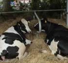 XX Targi Rolnicze Lubniewice