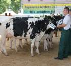 Bydło - Szepietowo 2012 XIX Regionalna Wystawa Zwierząt Hodowlanych - 92