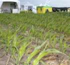 Zielone Agro Show Kąkolewo - Polskie Zboża  - 33