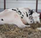 VII Ogólnopolska Wystawa Bydła Hodowlanego - 153