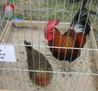 Drób - Szepietowo 2012 XIX Regionalna Wystawa Zwierząt Hodowlanych - 44