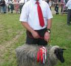 Owce - Szepietowo 2012 XIX Regionalna Wystawa Zwierząt Hodowlanych - 20