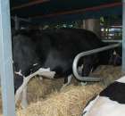 Wystawa Bydła Mlecznego