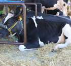 Bydło - Szepietowo 2012 XIX Regionalna Wystawa Zwierząt Hodowlanych - 17