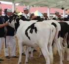 VII Ogólnopolska Wystawa Bydła Hodowlanego - 11