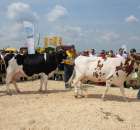 Nagordy dla superchampionów i championów  - 11