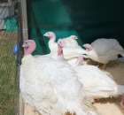 Pierwsze dni indyka w Koźminku