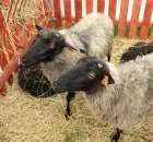 IZOO Balice dzień drugi  - 34