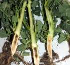 Taki rzepak był w Wielkopolsce :(