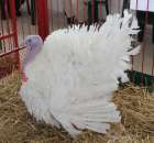 Drób - Szepietowo 2012 XIX Regionalna Wystawa Zwierząt Hodowlanych - 32