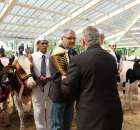 VII Ogólnopolska Wystawa Bydła Hodowlanego - 35