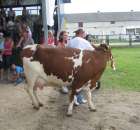 Bydło - Szepietowo 2012 XIX Regionalna Wystawa Zwierząt Hodowlanych - 52