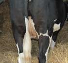 Wystawa Bydła Mlecznego