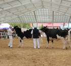 VII Ogólnopolska Wystawa Bydła Hodowlanego - 52