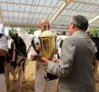 VII Ogólnopolska Wystawa Bydła Hodowlanego - 48