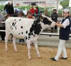 VII Ogólnopolska Wystawa Bydła Hodowlanego - 14