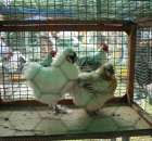 Kurki Silki Jedwabiste