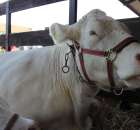 Bydło - Szepietowo 2012 XIX Regionalna Wystawa Zwierząt Hodowlanych - 35