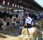 Bydło - Szepietowo 2012 XIX Regionalna Wystawa Zwierząt Hodowlanych - 1