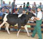 Bydło - Szepietowo 2012 XIX Regionalna Wystawa Zwierząt Hodowlanych - 106