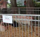 Owce ras górska, wrzosówka, czarnogłówka