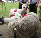 Owce - Szepietowo 2012 XIX Regionalna Wystawa Zwierząt Hodowlanych - 18