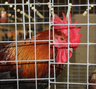 Foto reportaż z Międzynarodowych Targów Hodowli Zwierząt FARMA