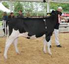 VII Ogólnopolska Wystawa Bydła Hodowlanego - 30