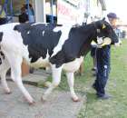 Bydło - Szepietowo 2012 XIX Regionalna Wystawa Zwierząt Hodowlanych - 73