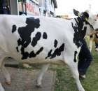 Bydło - Szepietowo 2012 XIX Regionalna Wystawa Zwierząt Hodowlanych - 69