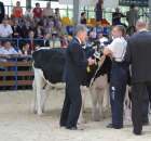 Bydło - Szepietowo 2012 XIX Regionalna Wystawa Zwierząt Hodowlanych - 66