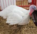 Drób - Szepietowo 2012 XIX Regionalna Wystawa Zwierząt Hodowlanych - 50