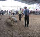 Owce - Szepietowo 2012 XIX Regionalna Wystawa Zwierząt Hodowlanych - 41