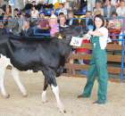 Bydło - Szepietowo 2012 XIX Regionalna Wystawa Zwierząt Hodowlanych - 110